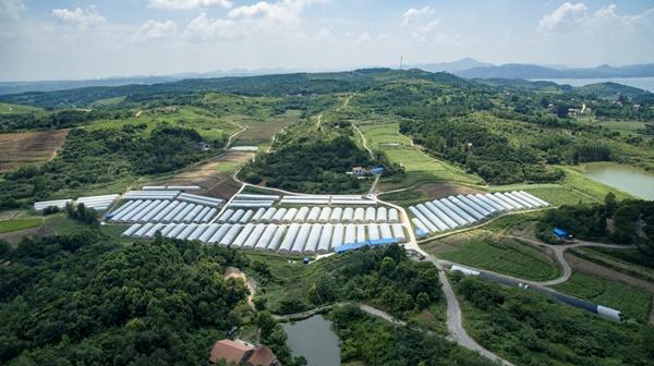现代农业产业园创建及运营要点分析！